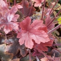 Picture of Heucherella Brass Lantern