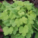 Picture of Heucherella Happy Hour Lime