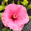 Picture of Hibiscus Agnes Gault