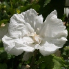 Picture of Hibiscus Dianna