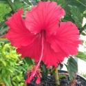 Picture of Hibiscus El Capitolo Sport