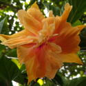 Picture of Hibiscus Gold Soveriegn