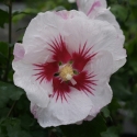Picture of Hibiscus Helene