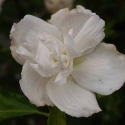 Picture of Hibiscus Jeanne D arc