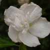 Picture of Hibiscus Jeanne D`arc