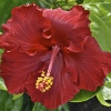 Picture of Hibiscus Molly Cummings