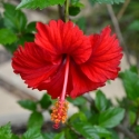 Picture of Hibiscus Psyche