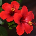 Picture of Hibiscus Rosa Sinensis