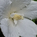 Hibiscus Snowdrift Picture of Hibiscus Snowdrift