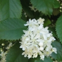 Picture of Hoheria Populnea