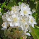 Picture of Hoheria Sexstylosa