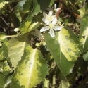 Picture of Hoheria Variegata