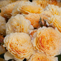 Picture of Hokey Pokey Pillar-Rose