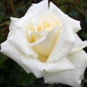 Picture of Honeymoon-Rose