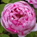 Picture of Honorine de Brabant-Rose