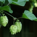 Picture of Hop Smoothcone