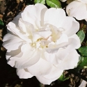 Picture of Horstmanns Rosenresli-Rose