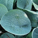 Picture of Hosta Abiqua Drinking Gourd