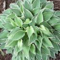 Picture of Hosta Allan P McConnell