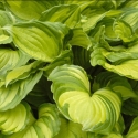 Picture of Hosta Aureo Maculata