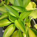 Hosta Ayesha Picture of Hosta Ayesha