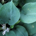 Picture of Hosta Blue Angel