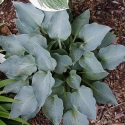 Picture of Hosta Blue Dimples