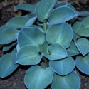 Picture of Hosta Blue Mouse Ear