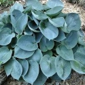 Picture of Hosta Blue Wedgewood
