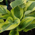 Picture of Hosta Brim Cup