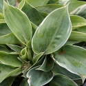 Picture of Hosta Dew Drop