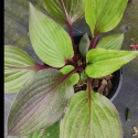Picture of Hosta First Blush