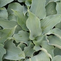 Picture of Hosta Flemish Sky