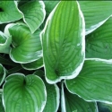 Picture of Hosta Francee