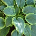 Picture of Hosta Frances Williams