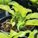 Picture of Hosta Gravity Rocks