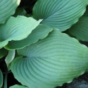 Picture of Hosta Grey Piecrust