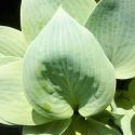 Picture of Hosta Halcyon