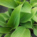 Picture of Hosta Happenings