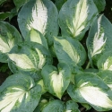 Picture of Hosta Hudson Bay