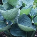 Picture of Hosta Love Pat