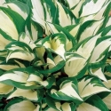 Picture of Hosta Loyalist