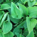 Picture of Hosta Mini Green