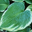 Picture of Hosta Northern Halo