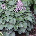 Picture of Hosta Pacific Blue Edger
