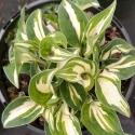 Picture of Hosta Pandoras Box