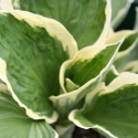 Picture of Hosta Patriot