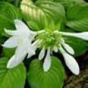 Picture of Hosta Plantaginea Grandiflora