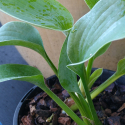 Picture of Hosta Powder Blue