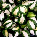 Picture of Hosta Raspberry Sundae